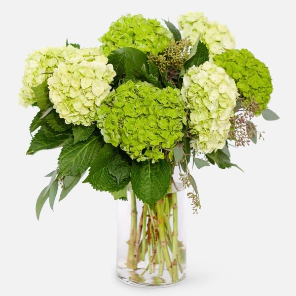 Green and white hydrangea bouquet in a clear glass vase