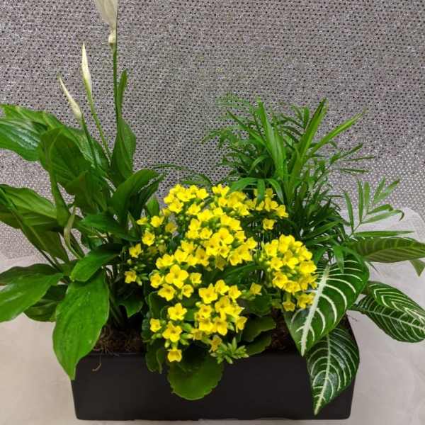 Rectangular planter with yellow flowers and assorted green plants