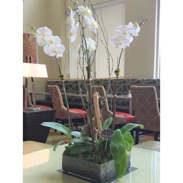 Tall white orchid plant in a low rectangular glass container with moss and branches