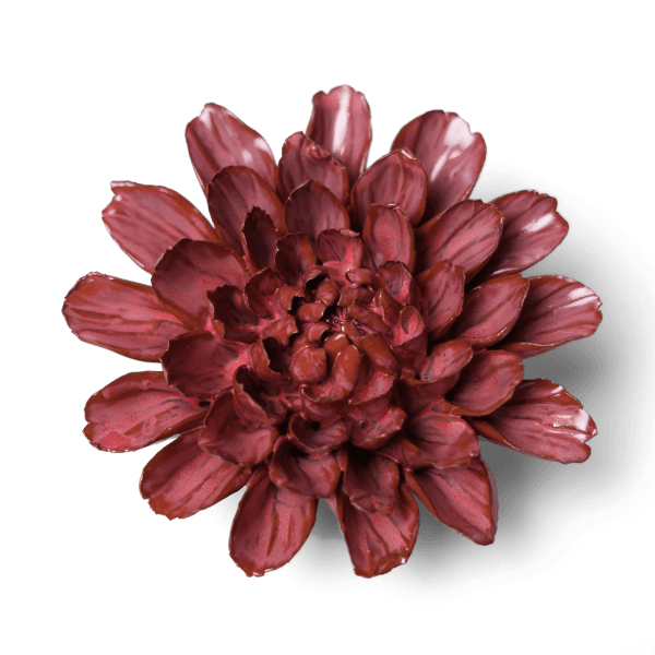 Single deep red dahlia bloom on a plain background
