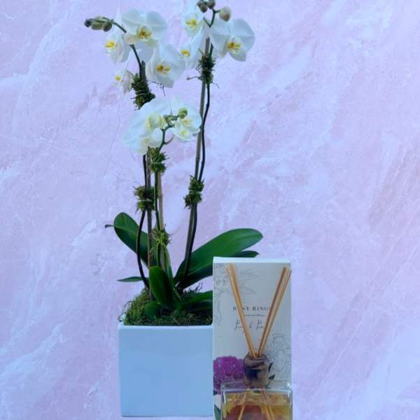White orchid plant in a square white pot with a reed diffuser set in front on a pink background