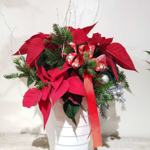 Poinsettia medium