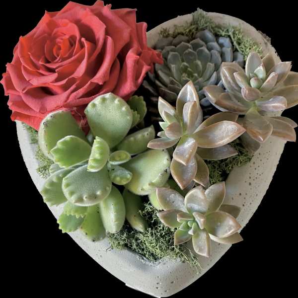 Heart-shaped succulent arrangement with a red rose