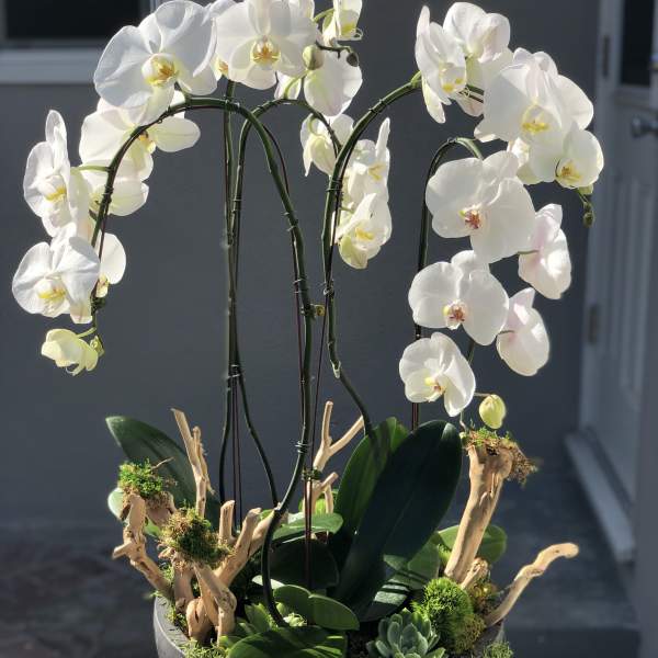 White orchid plant with arching stems in a black bowl with succulents and driftwood accents