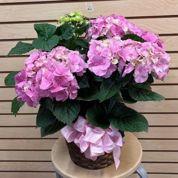 Pink Hydrangea in a 8" Basket