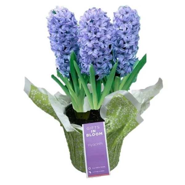 Potted lavender hyacinth plant in green floral wrap with a purple gift tag.