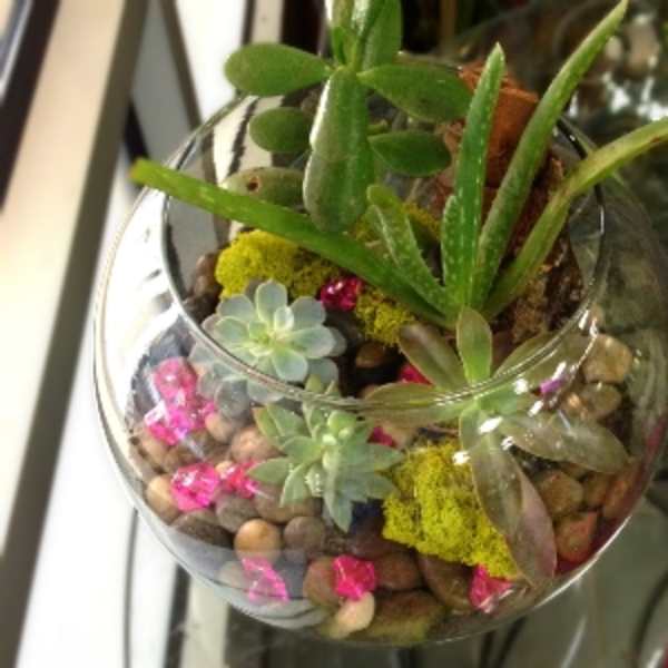 Glass bowl terrarium with assorted succulents and pebbles