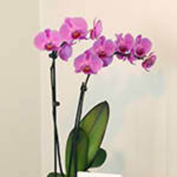 Potted pink orchid plant with arching flower stems in a white container