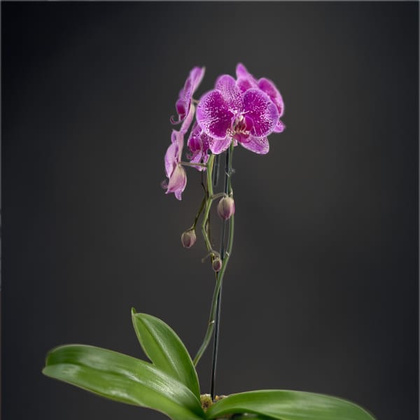 Single Stem Purple Orchid Planter
