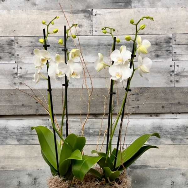 White orchids in a rectangular wooden planter