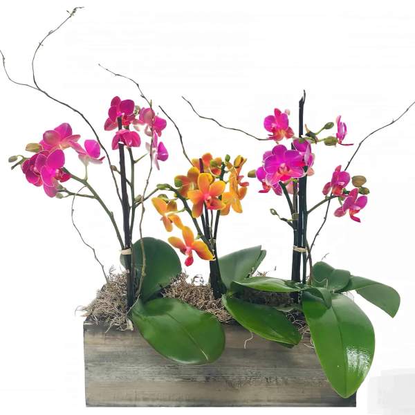 Pink and orange phalaenopsis orchids in a rectangular wooden planter box