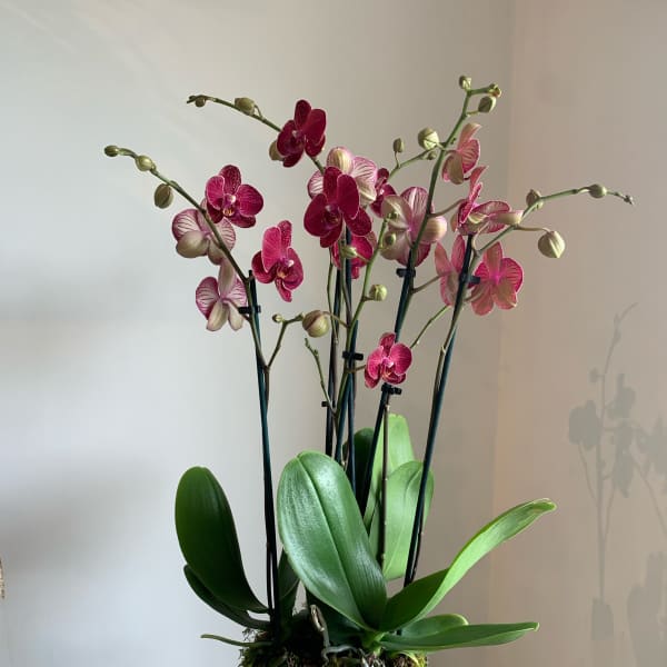 Orchid Arrangement