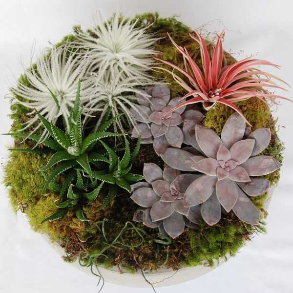 Air Plant And Succulent Dish