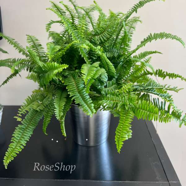 Potted fern in a silver metal container on a black table
