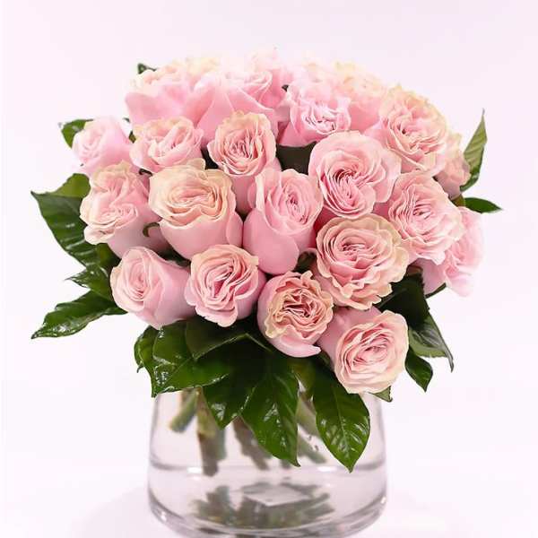 Pink Embrace (Mondial roses)