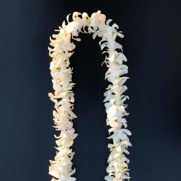 White orchid flower lei arranged in a loop on a dark background