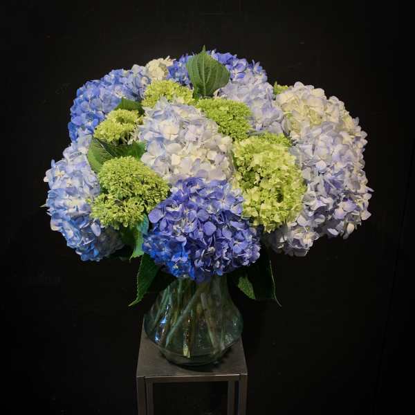 Blue, white, and green hydrangeas in a glass vase