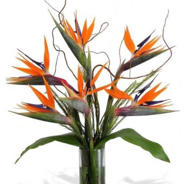 Bird of paradise flowers in a tall glass vase