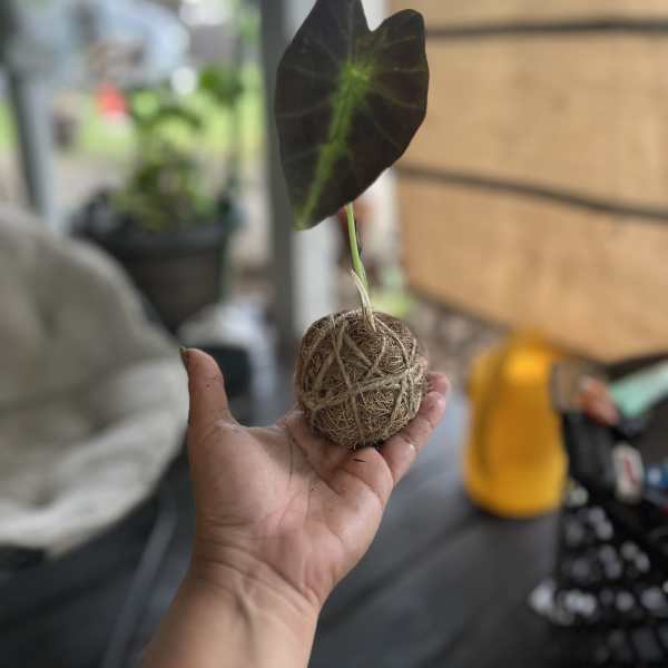 Small kokedama-style plant with a single green leaf held in a hand