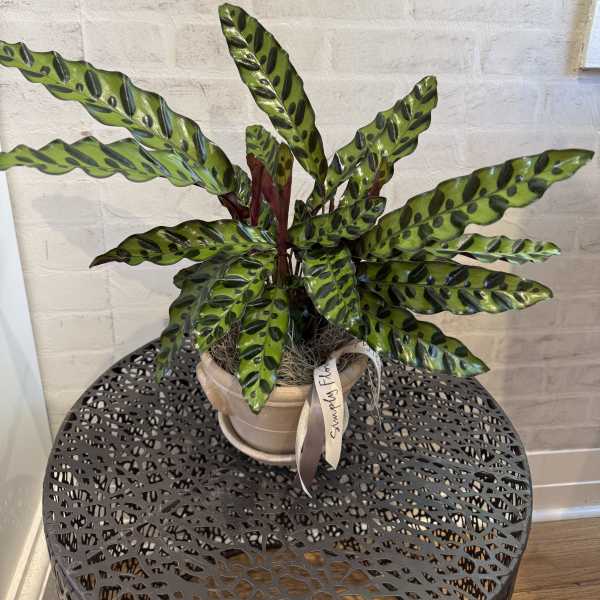 Potted calathea plant with long patterned leaves in a beige pot
