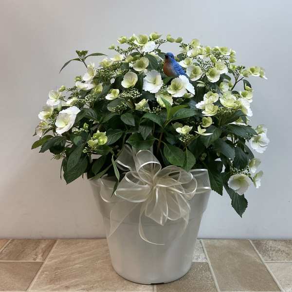 Cascading hydrangea patio plant