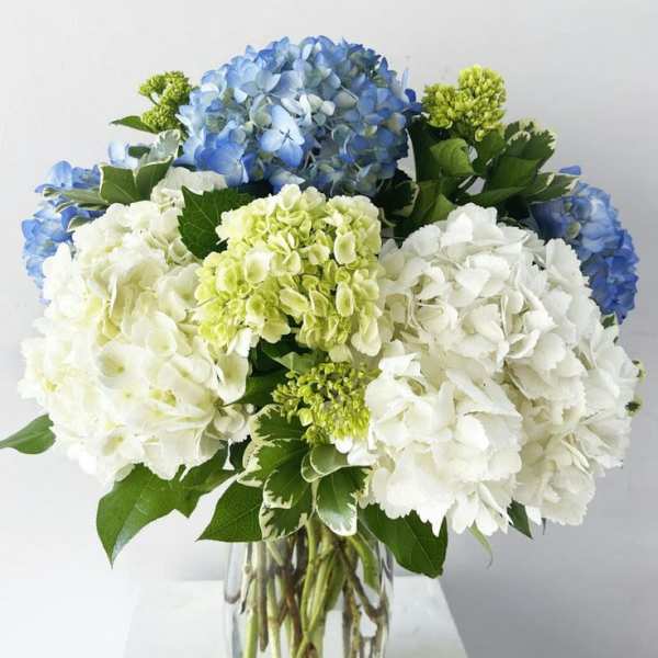Hearty Hydrangeas