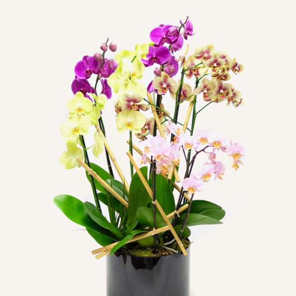 simple & graceful Phalaenopsis Orchid Arrangement.