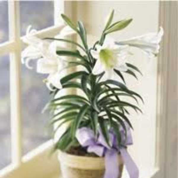 ---EASTER LILLY PLANT --- NEW-P100