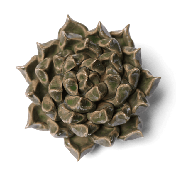 Close-up of a bronze-toned succulent rosette