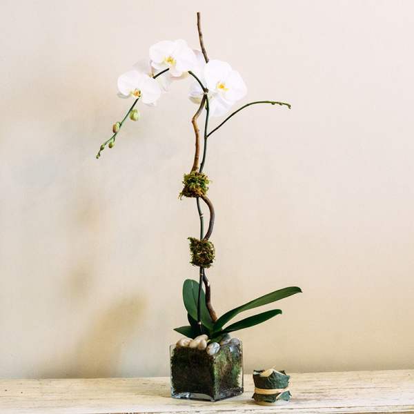 White orchid plant in a glass cube vase with moss and stones
