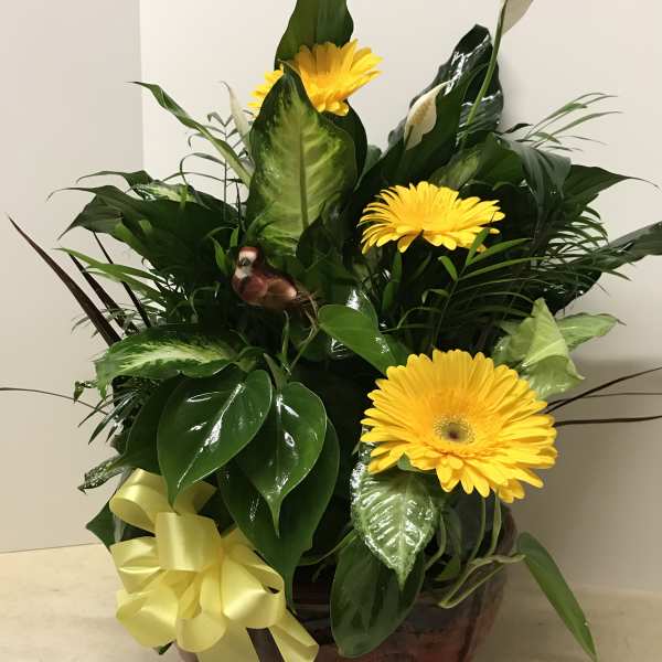Yellow gerbera daisies in a leafy arrangement with a yellow ribbon in a pot