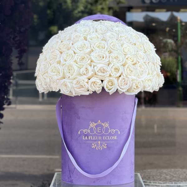 Large dome of white roses in a purple hatbox