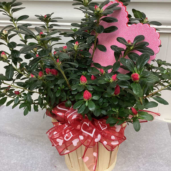 Azalea Plant (shades of pink or red) nestled in a basket