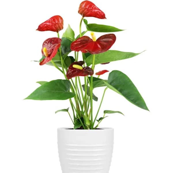 Red anthurium plant in a white pot