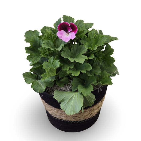 6" Geranium