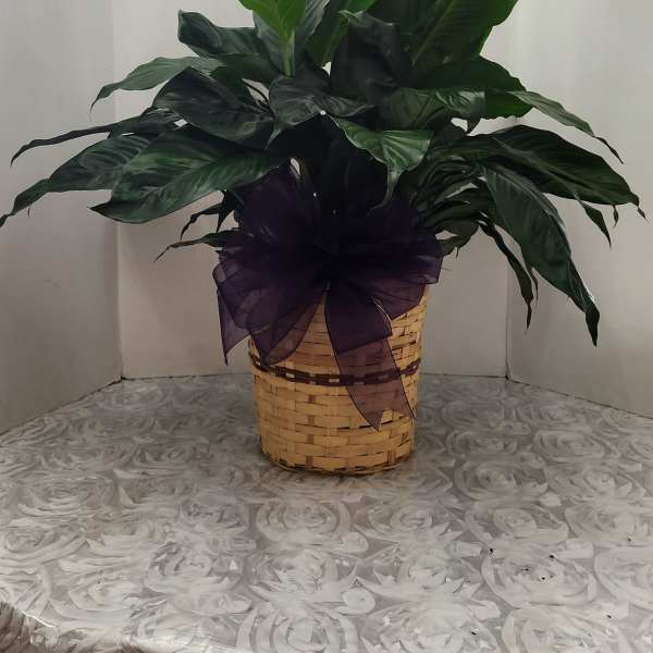 Potted green plant in a woven basket with a purple ribbon