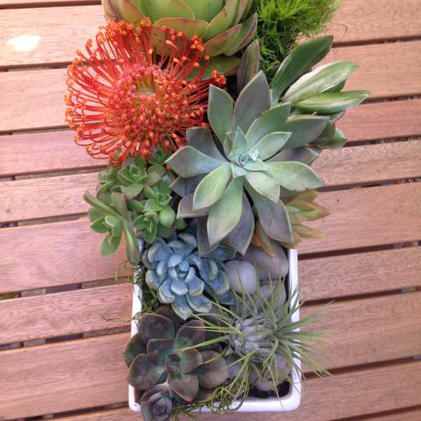 Succulent arrangement in a white rectangular planter with one orange flower
