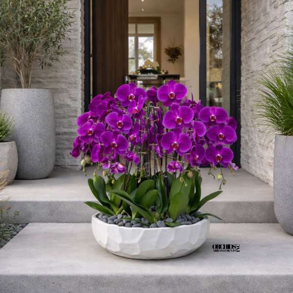 Low white bowl of vivid purple orchids on modern concrete entry steps