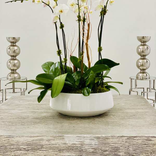 White orchid arrangement in a low white bowl with decorative branches