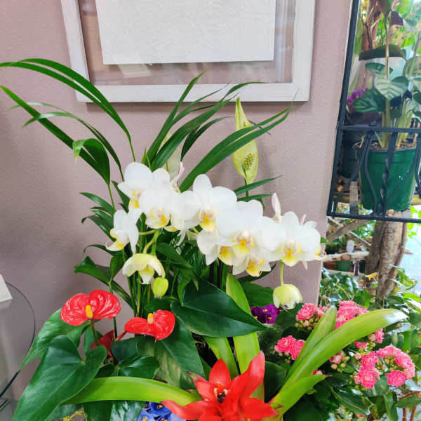 Mixed tropical arrangement with white orchids, red anthuriums, and pink blooms