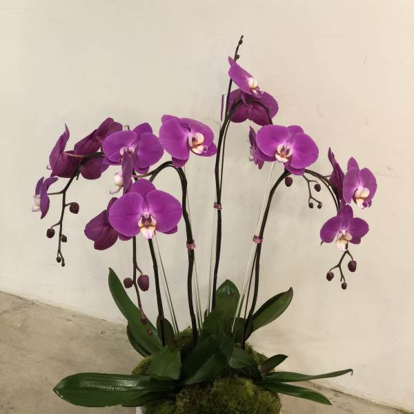 Potted magenta phalaenopsis orchids in a round white container.