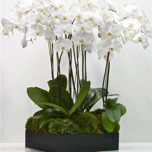 Tall white phalaenopsis orchids in a black rectangular planter with a moss-covered base.