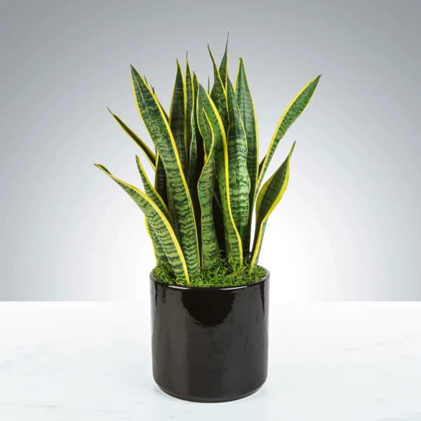 Snake plant