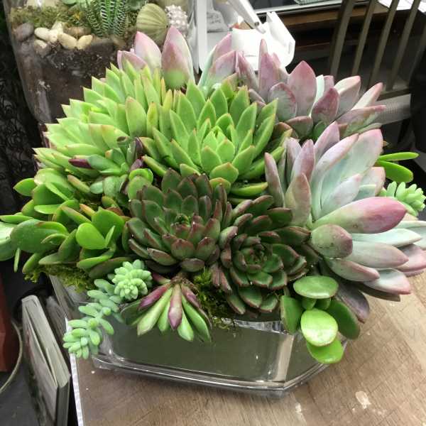 Succulent arrangement in a clear glass container