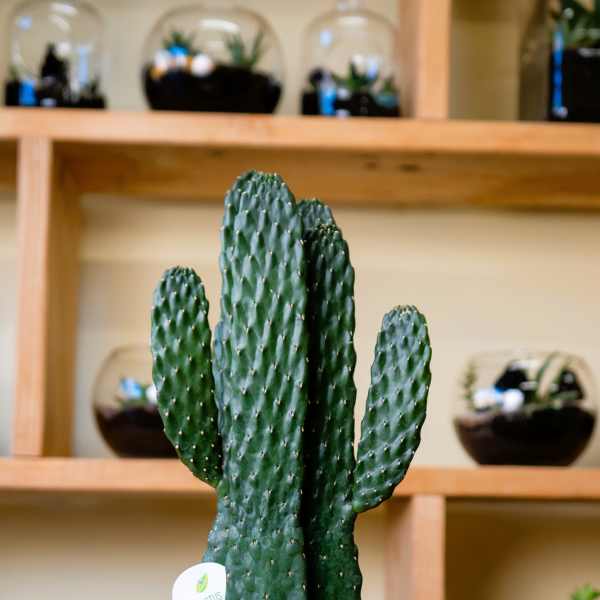Potted cactus in a white container on a wooden shelf