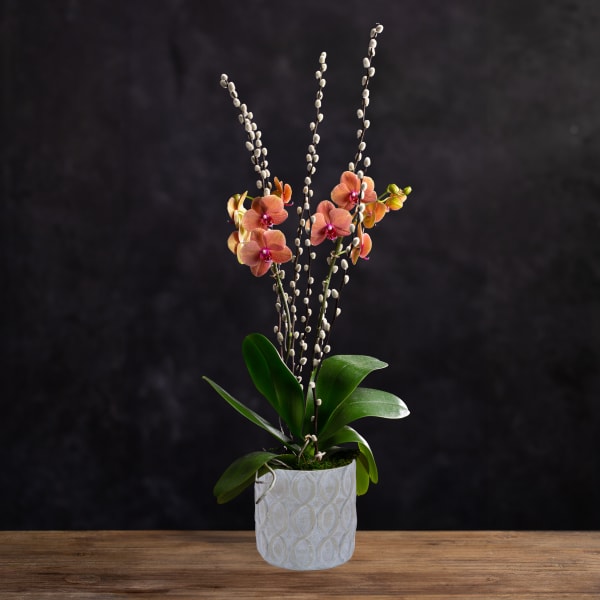 Potted orchid with peach blooms and tall white pussy willow stems