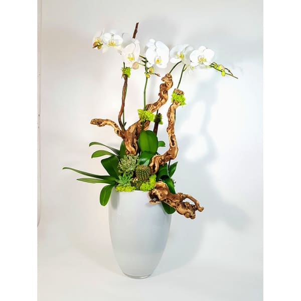 White orchids arranged in a tall white vase with twisted wood accents