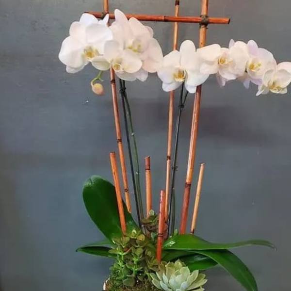 White phalaenopsis orchid and succulents in a white bowl with vertical bamboo stakes