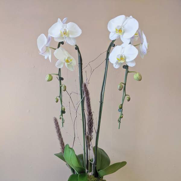 White orchid arrangement in a black pot with tall stems