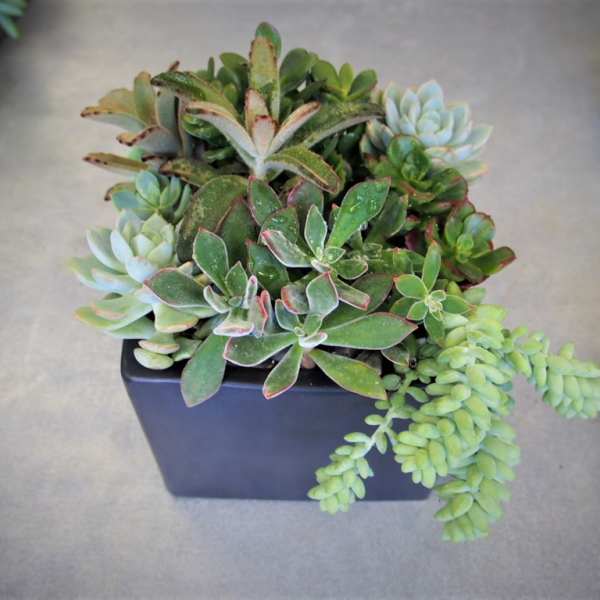 Succulent arrangement in a black square planter